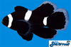 Sea & Reef Longfin Darwin (Black) Oce Misbar Longfin Clownfish