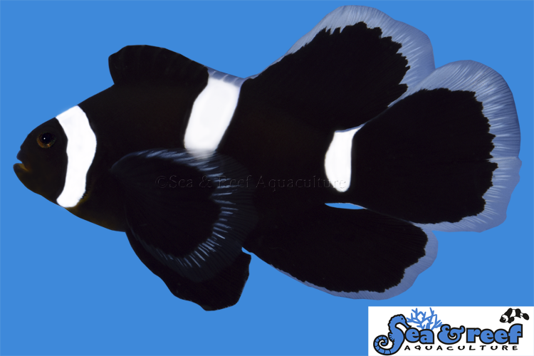 Sea & Reef Longfin Darwin (Black) Oce Misbar Longfin Clownfish