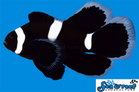 Sea & Reef Longfin Darwin (Black) Oce Misbar Longfin Clownfish