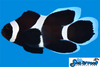 Sea & Reef Longfin Darwin (Black) Ocellaris Longfin Clownfish