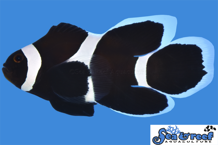 Sea & Reef Longfin Darwin (Black) Ocellaris Longfin Clownfish