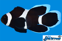 Sea & Reef Longfin Darwin (Black) Ocellaris Longfin Clownfish