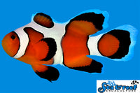 Sea & Reef Longfin DaVinci Grade A Longfin Clownfish