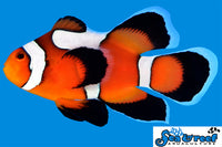 Sea & Reef Longfin DaVinci Grade B Longfin Clownfish