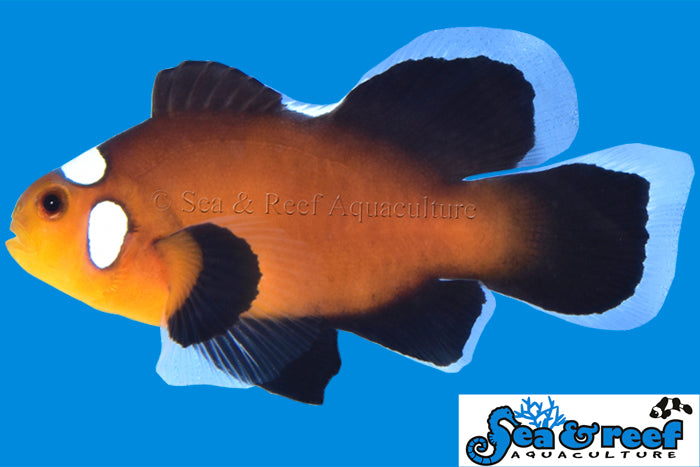 Sea & Reef Longfin Domino Longfin  Clownfish
