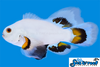 Sea & Reef Longfin Ice Storm Longfin Clownfish