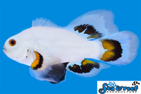 Sea & Reef Longfin Ice Storm Longfin Clownfish