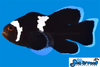 Sea & Reef Longfin Midnight Lightning Longfin Clownfish