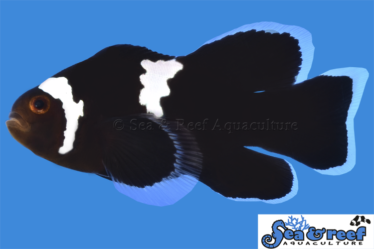Sea & Reef Longfin Midnight Lightning Longfin Clownfish