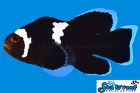 Sea & Reef Longfin Midnight Lightning Longfin Clownfish