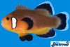 Sea & Reef Longfin Mocha Latte Longfin Clownfish