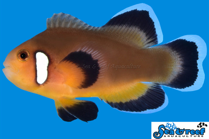 Sea & Reef Longfin Mocha Latte Longfin Clownfish