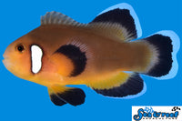 Sea & Reef Longfin Mocha Latte Longfin Clownfish