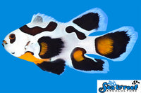 Sea & Reef Longfin Mocha Storm Longfin Clownfish