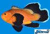 Sea & Reef Longfin Mochaccino Longfin  Clownfish