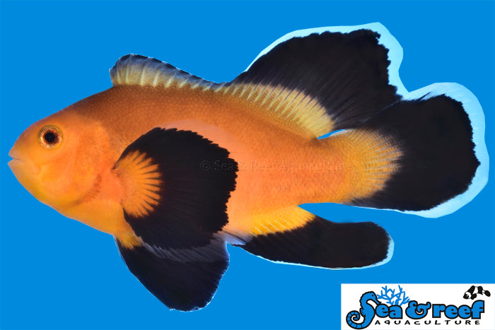 Sea & Reef Longfin Mochaccino Longfin  Clownfish