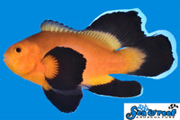 Sea & Reef Longfin Mochaccino Longfin  Clownfish