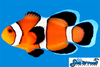 Sea & Reef Longfin Ocellaris Longfin Clownfish