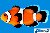 Sea & Reef Longfin Ocellaris Longfin Clownfish