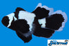 Sea & Reef Longfin Phantom Longfin Clownfish