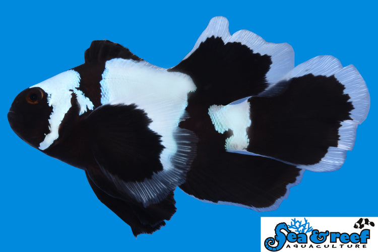 Sea & Reef Longfin Phantom Longfin Clownfish