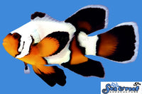 Sea & Reef Longfin Premium Black Ice Longfin Clownfish
