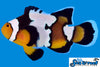 Sea & Reef Longfin Snow Onyx Longfin  Clownfish