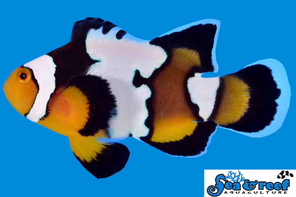 Sea & Reef Longfin Snow Onyx Longfin  Clownfish