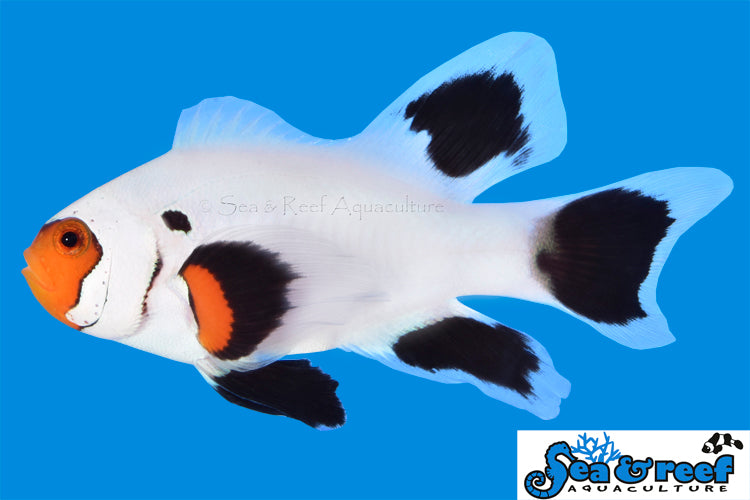 Sea & Reef Longfin Wyoming White Longfin Clownfish