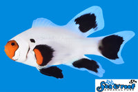 Sea & Reef Longfin Wyoming White Longfin Clownfish