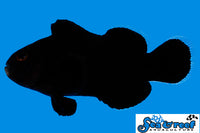 Sea & Reef Designer Midnight Clownfish
