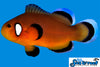 Sea & Reef Designer Mocha Latte Clownfish