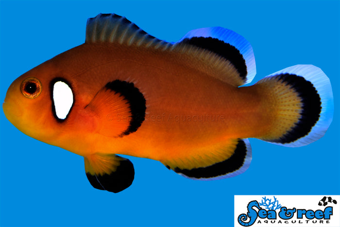 Sea & Reef Designer Mocha Latte Clownfish