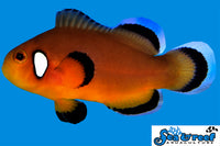 Sea & Reef Designer Mocha Latte Clownfish