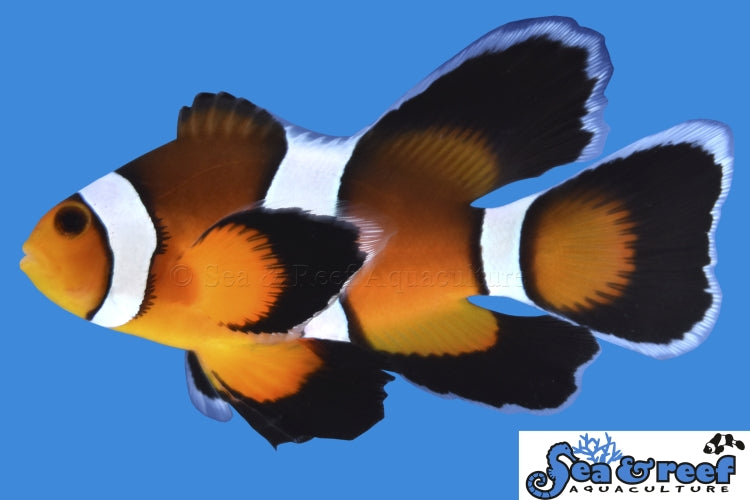 Sea & Reef Longfin Mocha Longfin Clownfish