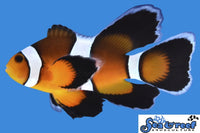 Sea & Reef Longfin Mocha Longfin Clownfish