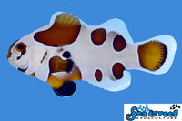 Sea & Reef Designer Mocha Storm Clownfish