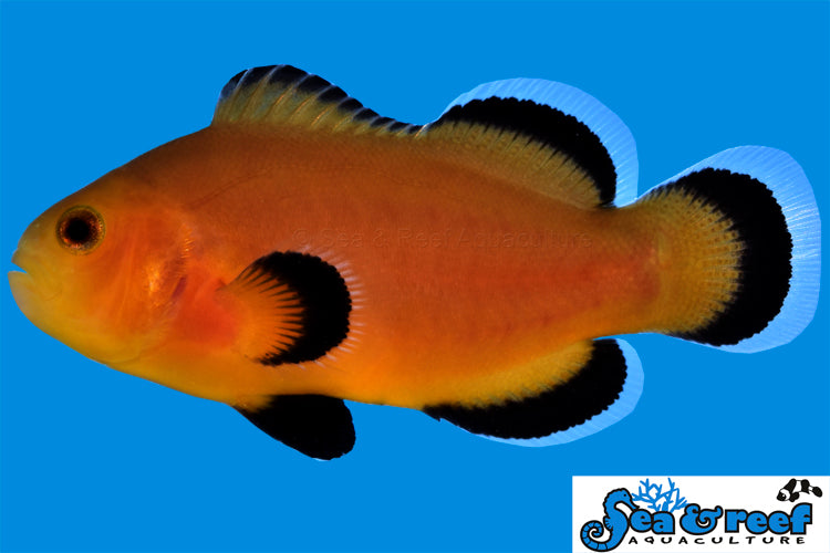 Sea & Reef Designer Mochaccino Clownfish