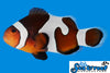 Sea & Reef Designer MochaVinci Grade B Clownfish