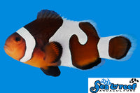 Sea & Reef Designer MochaVinci Grade B Clownfish