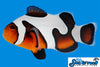 Sea & Reef Designer MochaVinci Grade A Clownfish