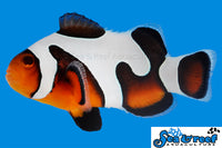 Sea & Reef Designer MochaVinci Grade A Clownfish