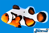 Sea & Reef Designer MochaVinci Extreme Clownfish