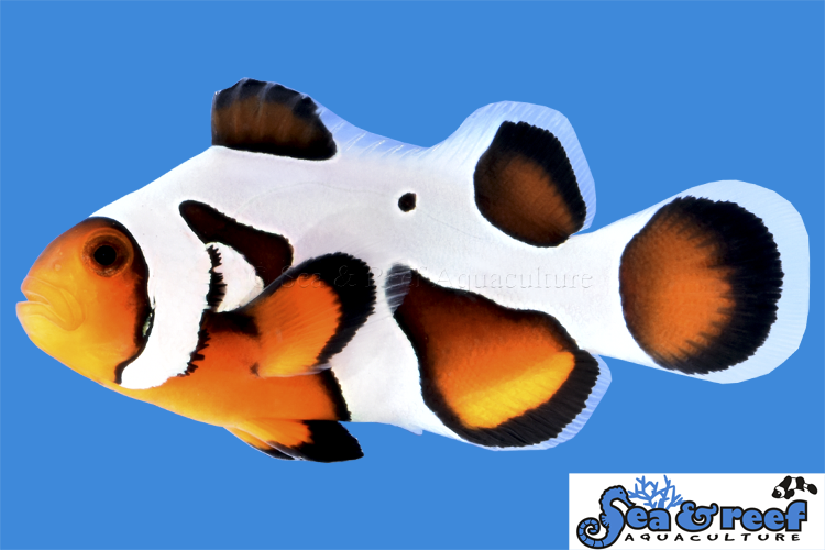 Sea & Reef Designer MochaVinci Extreme Clownfish