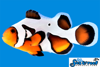 Sea & Reef Designer MochaVinci Extreme Clownfish