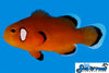 Sea & Reef Designer Nearly Naked Clownfish