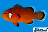 Sea & Reef Designer Nearly Naked Clownfish