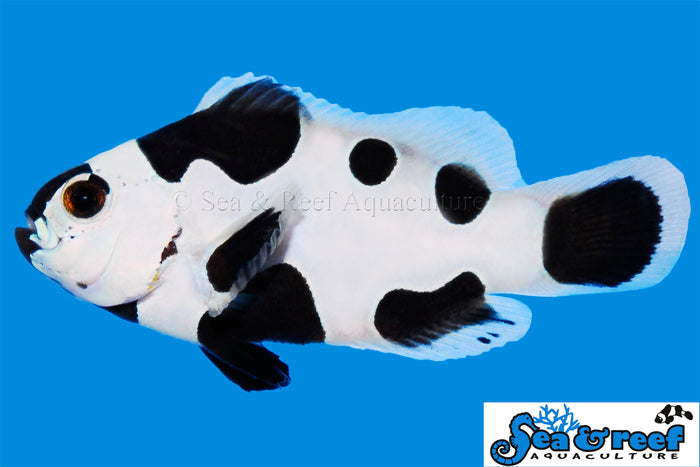 Sea & Reef Designer Black Storm Clownfish