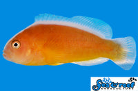 Sea & Reef Clownfish Orange Skunk Clownfish