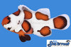 Sea & Reef Designer Orange Storm Clownfish